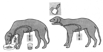 Опыты И.П. Павлова с собаками