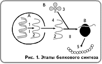 Облако знаний. Синтез белка. Биология. 10 класс