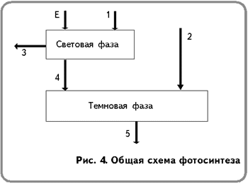 Рассмотри схему фотосинтеза какое вещество обозначено цифрой 3