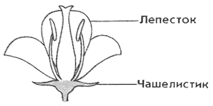 Сросшиеся части цветка. Строение цветка без подписей. Цветок с двойным околоцветником. Строение цветка раскраска.