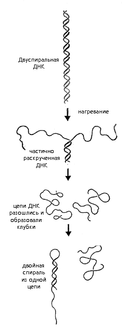 Рис. 7