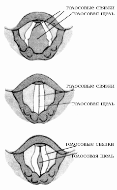 Голосовые связки у человека фото