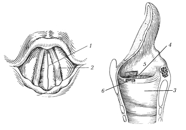 Полость гортани: А (вход в гортань); Б (вид сбоку в разрезе)