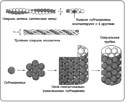 Рис. 1