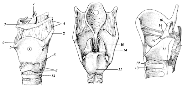 Хрящи, связки и суставы гортани:  А (вид сбоку); Б (вид сзади); В (вид сбоку в разрезе)