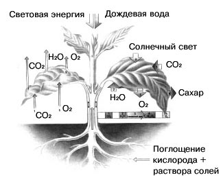 Газообмен у растений. Схема газообмена у растений. Процессы газообмена в листьях. Фотосинтез. Процесс фотосинтеза в листьях.