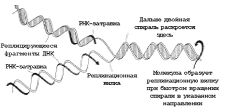 Рис. 2