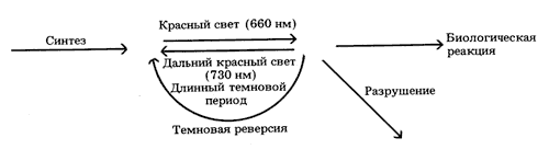 Фитохром: синтез и разрушение