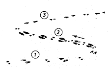 Разные наследы: 1 – ходовой; 2 – жировочный; 3 – гонный