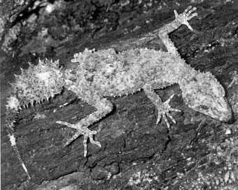 Листохвостый геккон Phyllurus nepthys, описанный в 1993 г.