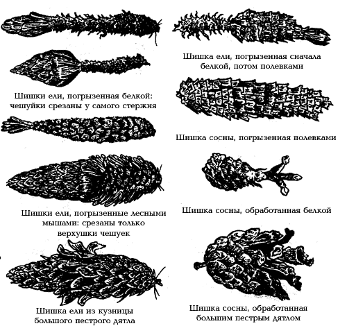 Рассмотри рисунки шишек