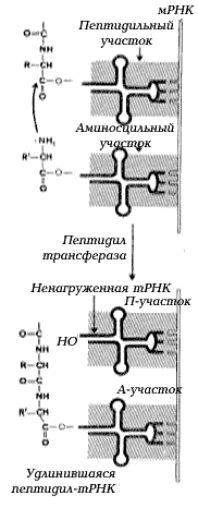 Рис. 1