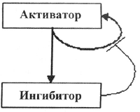 Схема математической модели взаимодействия генов Гирера и Майнхардта