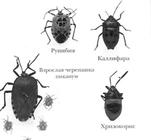 Клопы-щитники