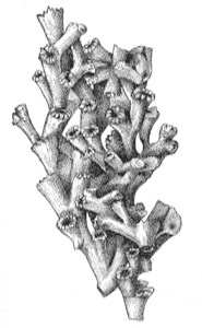 Лофелия (Lophelia prolifera)