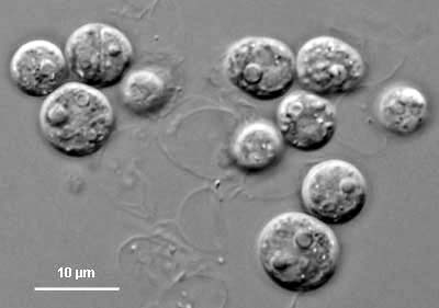 Symbiodinium microadriaticus