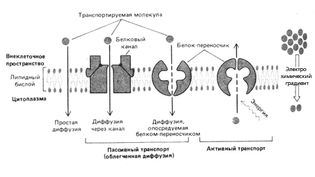 Схематическое изображение различных механизмов поступления веществ в клетку