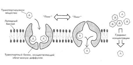 Механизм облегченной диффузии растворенного вещества