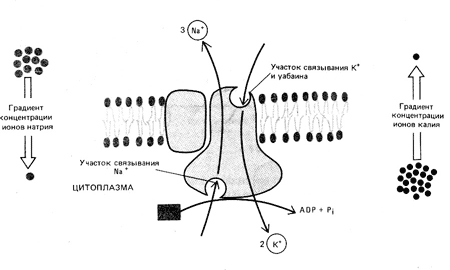 Схема функционирования (Na+–K+)-насоса в плазматической мембране