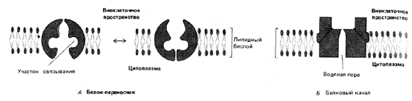 Схематическое изображение двух насосов мембранных транспортных белков