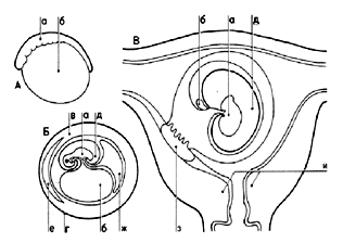 Рис. 16. 