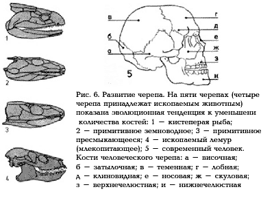 Рис. 6.