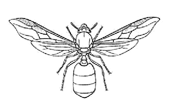 Рис. 1. Крылатая самка муравья Carebara vidua (по G.Arnold)