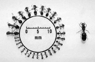 Рис. 3. Кастовый полиморфизм среди красных огненных муравьев Solenopsis invicta