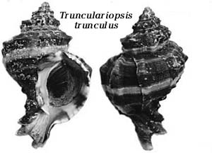 Trunculariopsis trunculus