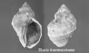 Thais haemastoma