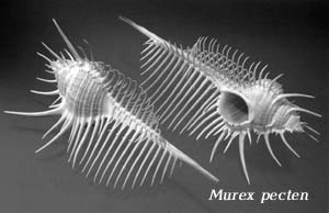 Murex pecten