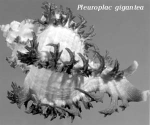 Pleuroplac gigantea