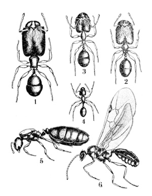 Рис. 2. Кастовый полиморфизм среди муравьев Pheidole