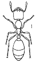 Рис. 4. Рабочий муравей Carebara vidua (по G.Arnold)