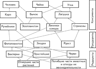 Пищевая цепь пруда схема