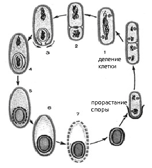 Спорообразоване у бактерий