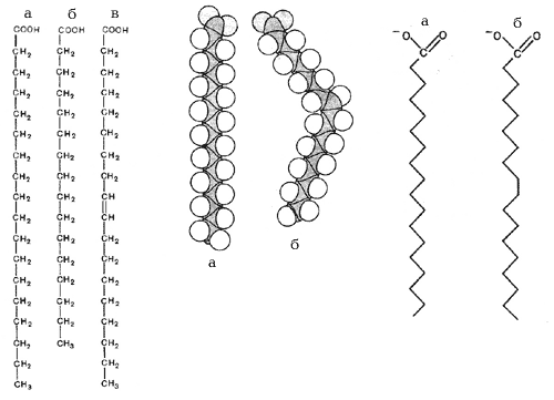 Ненасыщенные – стеариновая (а), пальмитиновая (б) и насыщенная – олеиновая (в) жирные кислоты