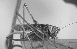 Decticus verrucivorus