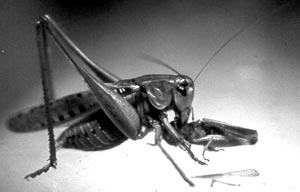 Decticus verrucivorus