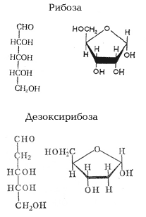 Пентозы