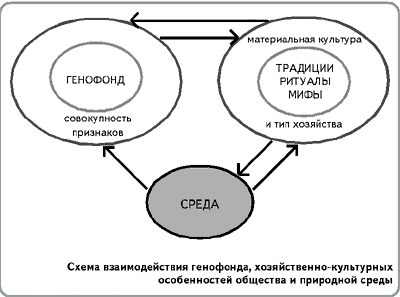 Схема взаимодействия генофонда, хозяйственно-культурных особенностей общества и природной среды