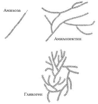 Схема строения крахмала и гликогена