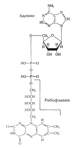 Флавинадениндинуклеотид (ФАД)