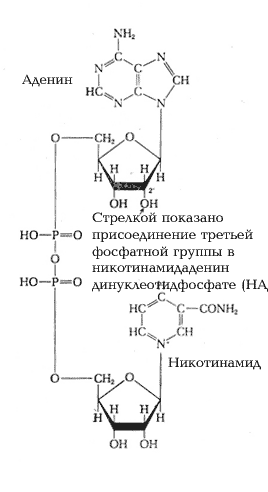 Никотинамидадениндинуклеотид (НАД)