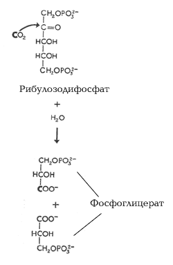 Фиксация СО2 в темновой фазе фотосинтеза