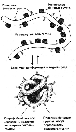 Образование глобулы