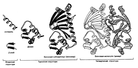 Уровни организации белковых молекул