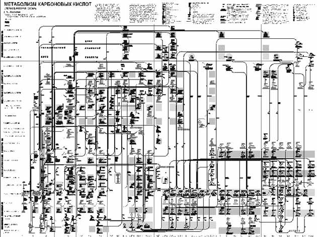 Рис. 17. Общие контуры карты метаболизма карбоновых кислот [12]