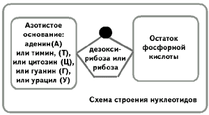 Схема строения нуклеотидов