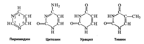 Урацил входит в состав